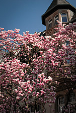 Весенние цветение в Грузии